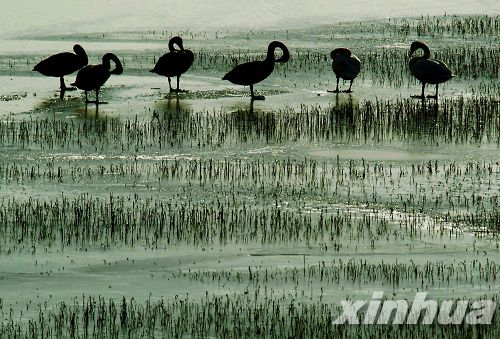 河南：三门峡荣获“中国大天鹅之乡”称号
