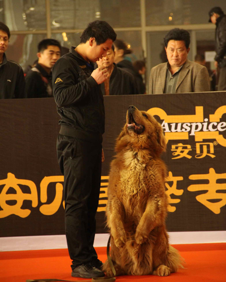 中国第六届藏獒展览会巡回展在济南举行