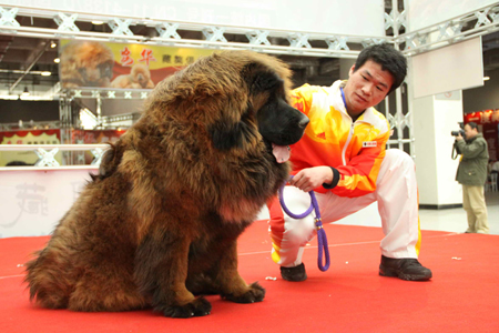 中国第六届藏獒展览会巡回展在济南举行