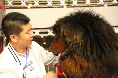 中国第六届藏獒展览会巡回展在济南举行