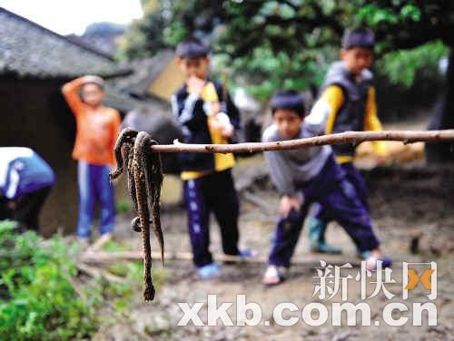 数百毒蛇夜扰村屋 村民战群蛇打死200多条(图)