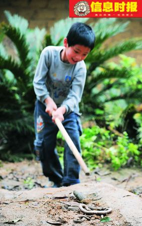 数百毒蛇夜扰村屋 村民战群蛇打死200多条(图)