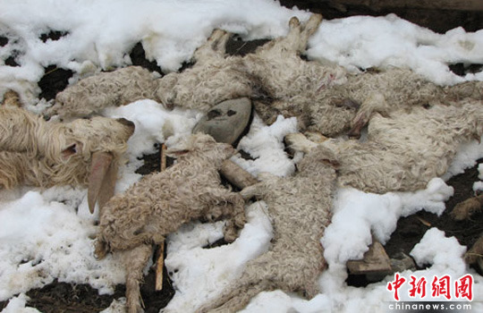 甘肃大雪致百万亩农作物受灾(组图)