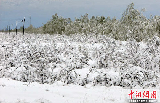 甘肃大雪致百万亩农作物受灾(组图)