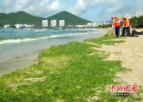 三亚海滩遭绿藻