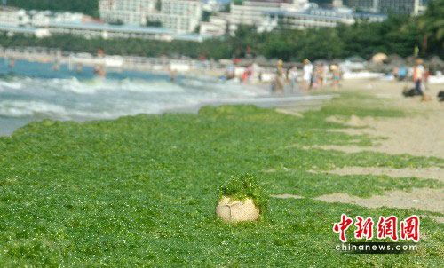 三亚海滩遭绿藻