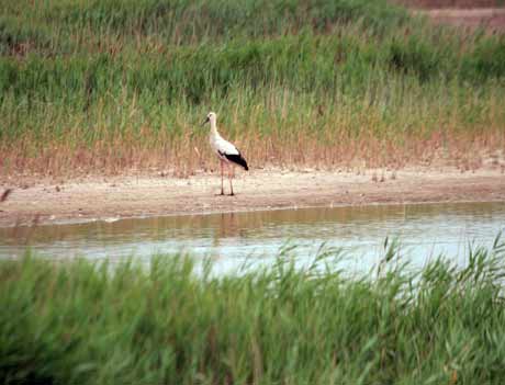 黄河三角洲湿地已成为中国东方白鹳重要繁殖地