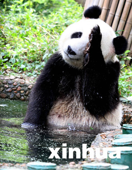 大熊猫戏水过“小暑”