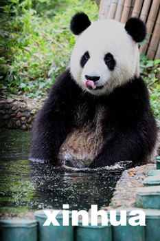 大熊猫戏水过“小暑”