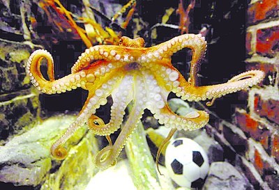 “章鱼哥”将赴中国水族馆 周立波编段子迎接