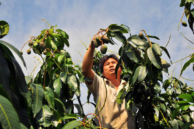 云南华坪县在昆推介优质晚熟芒果(图)