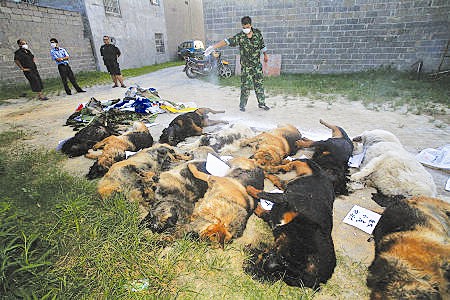 广西29只警犬突然死亡含8只藏獒 生前曾服用打虫药