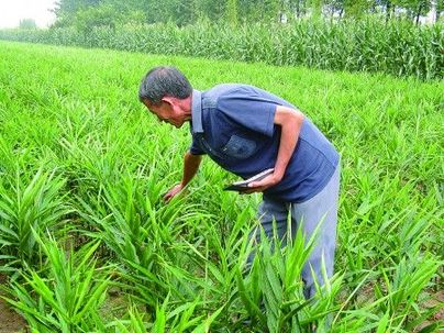 山东泰安生姜十余天涨价60% 姜农称像炒股票