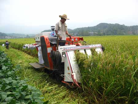 湖南省隆回制种业促水稻亩产增收2000余元