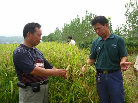 湖南省隆回制种业促水稻亩产增收2000余元