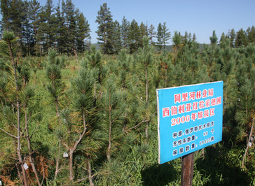 提高森林品质 阿里河林业局成功引种西伯利亚红松