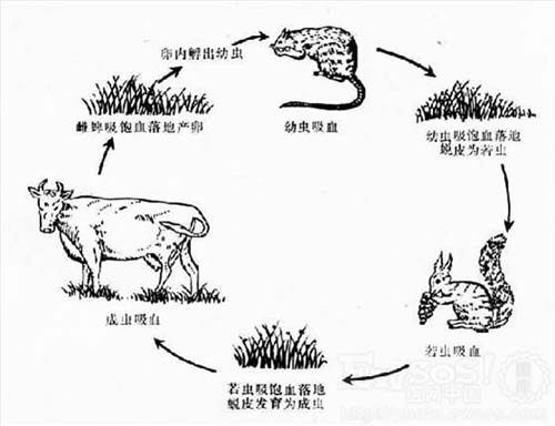 湖南省疾病控制中心发布蜱虫防治方法