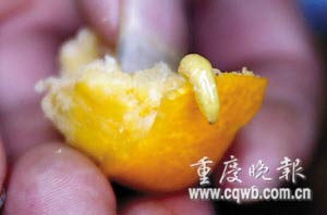 郑州、西安等地出现带蛆柑橘 农业部要求全国监控