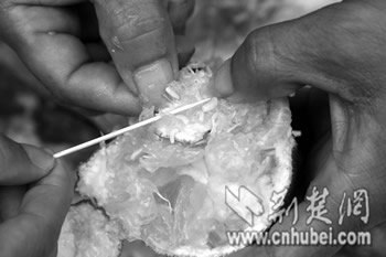 郑州、西安等地出现带蛆柑橘 农业部要求全国监控