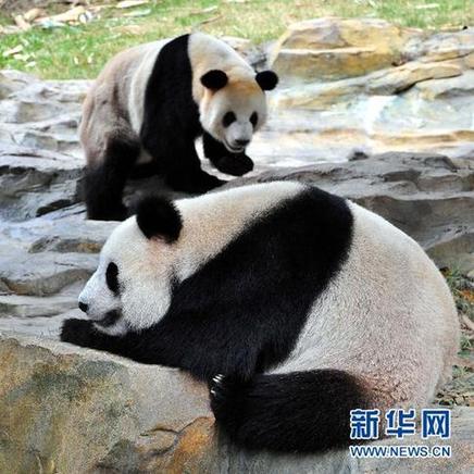 12只亚运大熊猫亮相