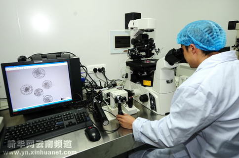 中国科学家在昆明成功培育出国内首例转基因猕猴