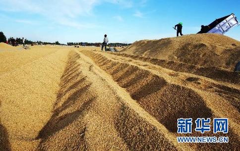 中国最大商品粮基地粮食总产突破千亿斤[组图]