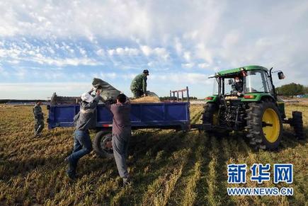 中国最大商品粮基地粮食总产突破千亿斤[组图]