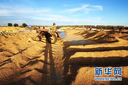 中国最大商品粮基地粮食总产突破千亿斤[组图]