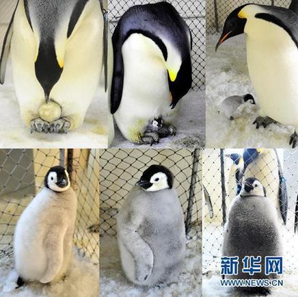 中国首次成功繁育的帝企鹅“宝宝”公开亮相