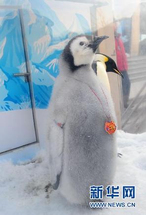 中国首次成功繁育的帝企鹅“宝宝”公开亮相