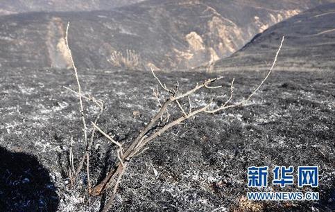 四川道孚草原火灾纪实:余火被大风吹燃瞬间吞噬山沟