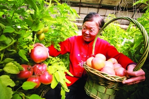 京郊怀柔杨宋镇花卉大棚冬闲种菜（图）