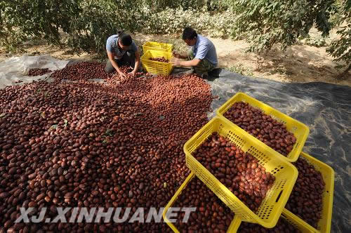 特色林果业成为新疆农区致富新路