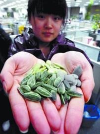 沈阳市场部分“绿茶”瓜子是色素泡出来的