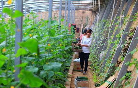 “农超对接”稳菜价(图)