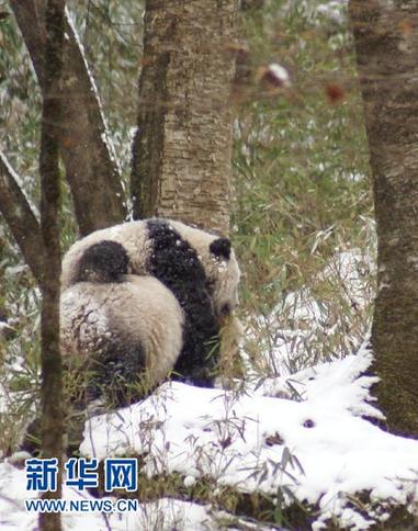 野生大熊猫母子雪中行
