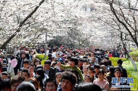 20万余人到武汉大学观赏樱花 创下历年之最(图)