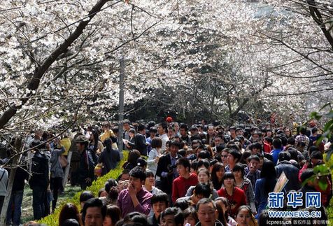 20万余人到武汉大学观赏樱花 创下历年之最(图)