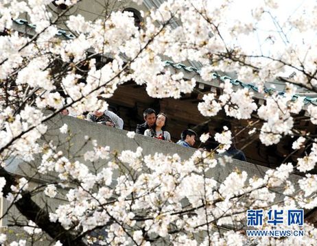 20万余人到武汉大学观赏樱花 创下历年之最(图)