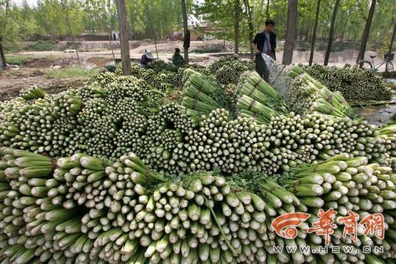 商务部采取五项措施维护蔬菜市场稳定