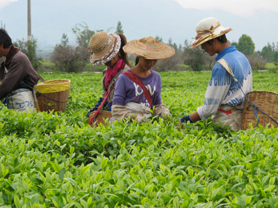 昔日机场变茶园 滇西今春茶香飘