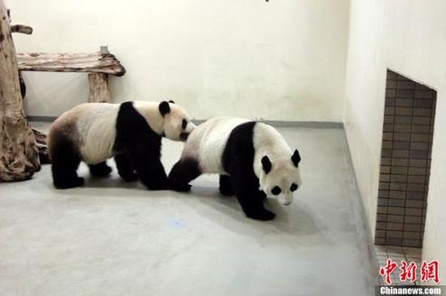 赠台熊猫圆圆怀孕迹象明显 台湾准备好育婴房