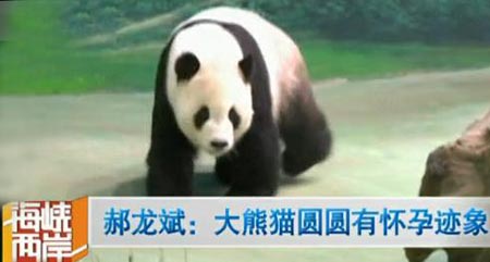 台北市长郝龙斌:赠台大熊猫圆圆有怀孕迹象(图)