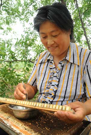 枣花飘香蜂客来