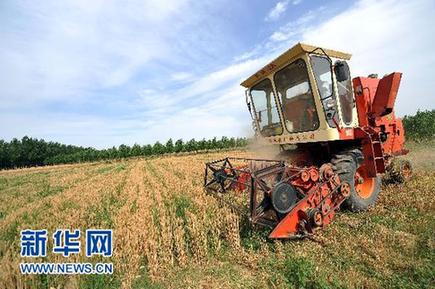 夏粮增产已成定局 冬小麦实现八连增