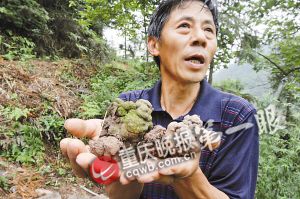 重庆綦江发现“史前巨型蚯蚓” 像蛇一样长(图)