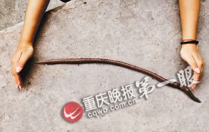 重庆綦江发现“史前巨型蚯蚓” 像蛇一样长(图)