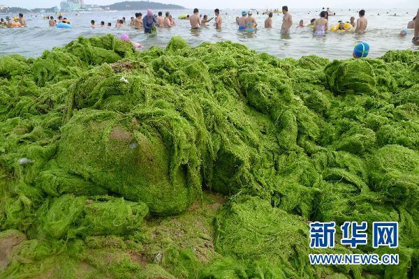 青岛海滨 浒苔“做伴”