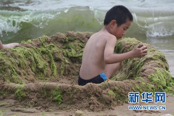 青岛海滨 浒苔“做伴”