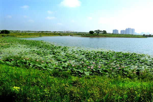 万顷松江湿地 百里生态长廊